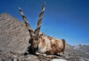 Read more about the article Bids Invited for Hunting Permits for Markhor