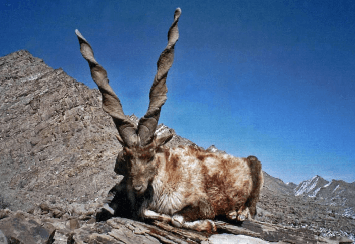 Read more about the article Bids Invited for Hunting Permits for Markhor
