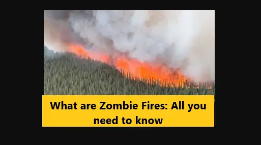 You are currently viewing What are Zombie Fires: All you need to know