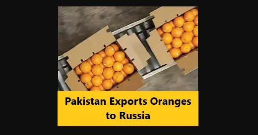 Read more about the article Pakistan Exports Oranges to Russia