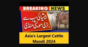 Read more about the article Asia’s Largest Cattle Mandi 2024 Karachi