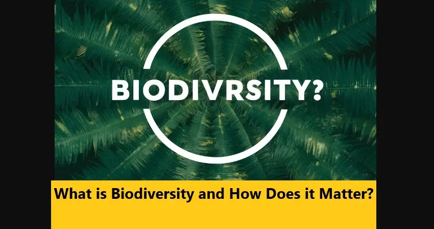 What is biodiversity and how does it matter?