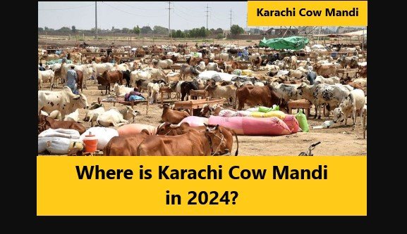 Where is the Karachi Cow Mandi in 2024?