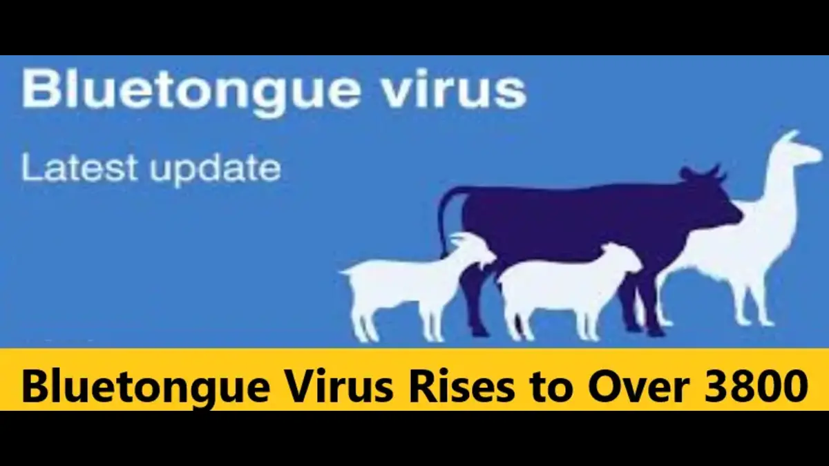 You are currently viewing Bluetongue Virus Rises to Over 3800